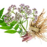 Valerian Root for Anxiety: Exploring the Benefits and Reviews